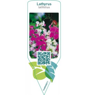 Lathyrus latifolius  mix