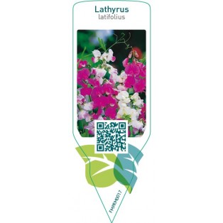 Lathyrus latifolius  mix