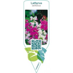 Lathyrus latifolius  mix