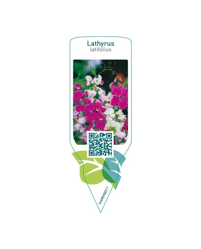 Lathyrus latifolius  mix