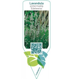 Etichette di Lavandula xintermedia ‘Edilweiss’ *