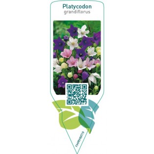 Platycodon grandiflorus  mix