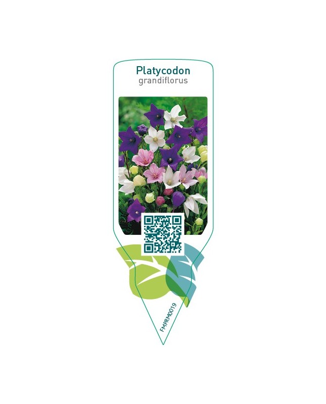 Platycodon grandiflorus  mix