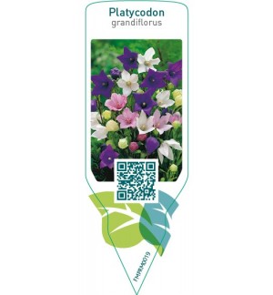 Etichette di Platycodon grandiflorus  mix *