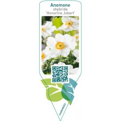 Anemone xhybrida ‘Honorine Jobert’