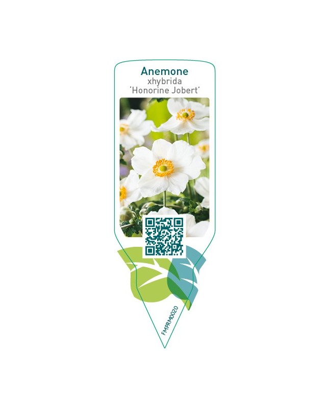 Anemone xhybrida ‘Honorine Jobert’