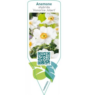 Etichette di Anemone xhybrida ‘Honorine Jobert’ *