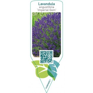 Lavandula angustifolia Imperial Gem’