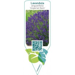 Lavandula angustifolia Imperial Gem’