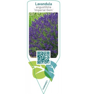 Etichette di Lavandula angustifolia Imperial Gem’ *
