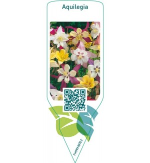 Etichette di Aquilegia  mix *