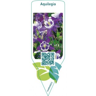 Aquilegia  blue