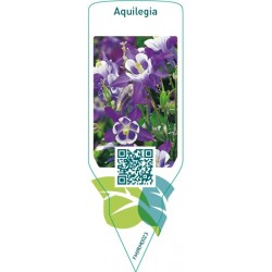 Aquilegia  blue