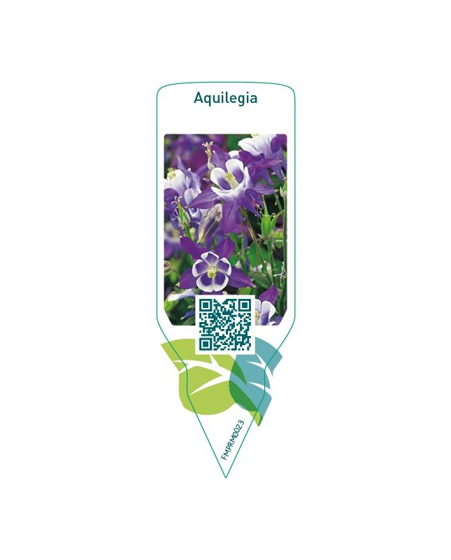 Aquilegia  blue