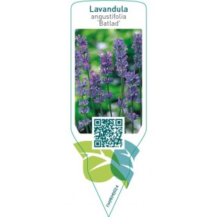 Lavandula angustifolia ‘Batlad’