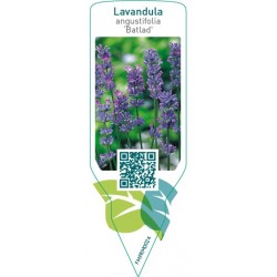 Lavandula angustifolia ‘Batlad’