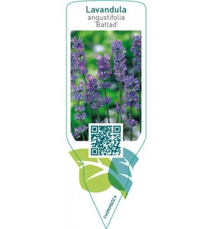 Etiquetas de Lavandula angustifolia ‘Batlad’ *