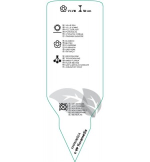 Etichette di Lavandula angustifolia ‘Batlad’ *