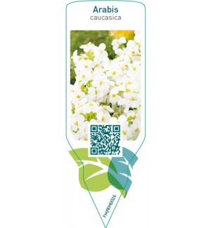 Etichette di Arabis caucasica  white *