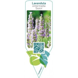 Lavandula xintermedia Dutch’