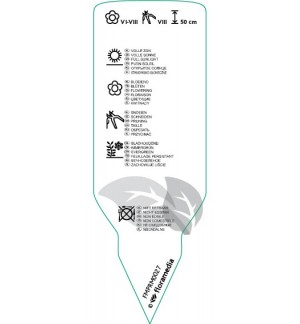 Etichette di Lavandula xintermedia Dutch’ *