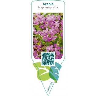 Arabis blepharophylla  pink