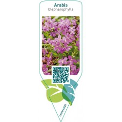 Arabis blepharophylla  pink