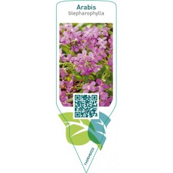 Arabis blepharophylla  pink