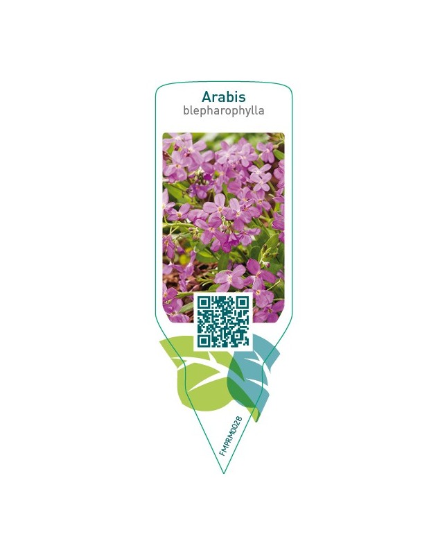 Arabis blepharophylla  pink