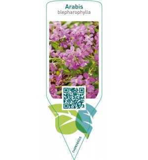 Etiquetas de Arabis blepharophylla  pink *