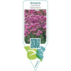 Armeria maritima ‘Splendens’