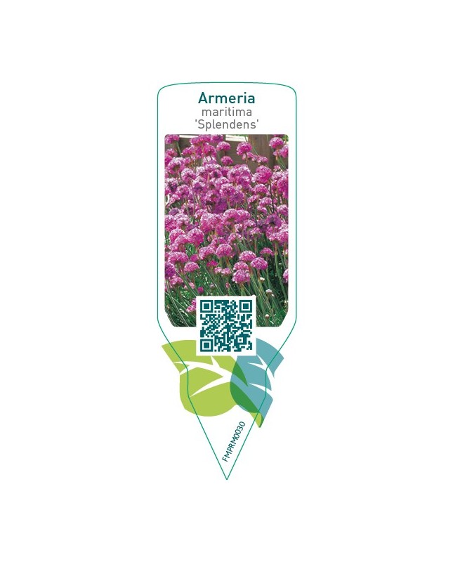 Armeria maritima ‘Splendens’