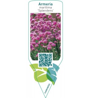 Etichette di Armeria maritima ‘Splendins’ *