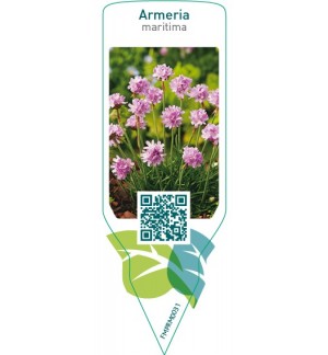 Armeria maritima  pink