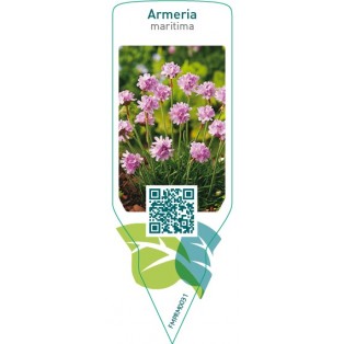Armeria maritima  pink
