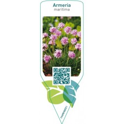 Armeria maritima  pink