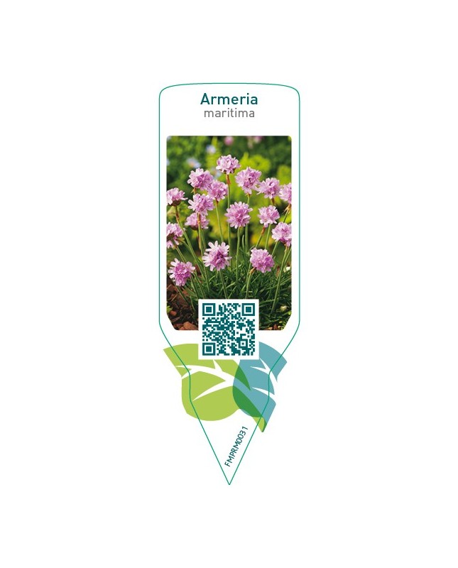 Armeria maritima  pink