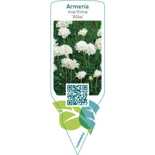 Armeria maritima ‘Alba’