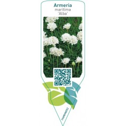 Armeria maritima ‘Alba’