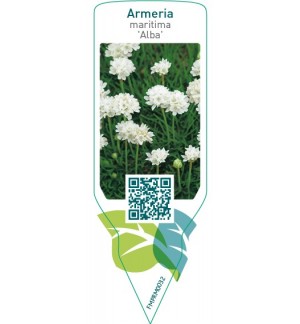 Etichette di Armeria maritima ‘Alba’ *