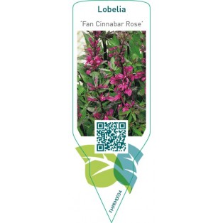Lobelia ‘Fan Cinnabar Rose’