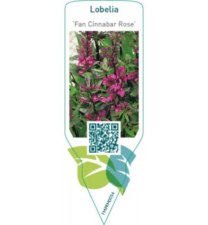 Etichette di Lobelia ‘Fan Cinnabar Rose’ *
