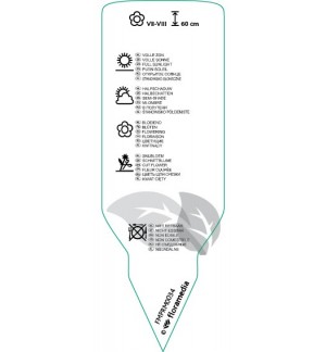 Etichette di Lobelia ‘Fan Cinnabar Rose’ *
