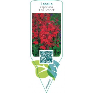 Lobelia xspeciosa ‘Fan Scarlet’