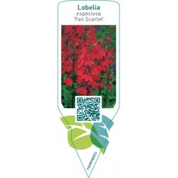 Lobelia xspeciosa ‘Fan Scarlet’