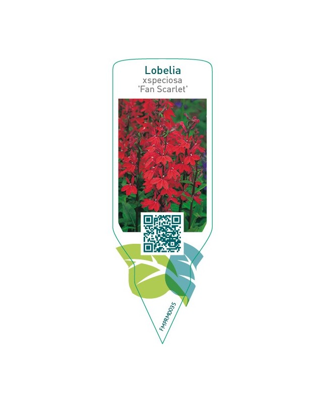 Lobelia xspeciosa ‘Fan Scarlet’