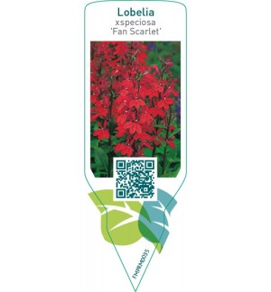 Etichette di Lobelia xspeciosa ‘Fan Scarlet’ *