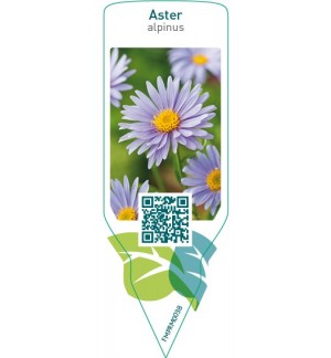 Aster alpinus  blue