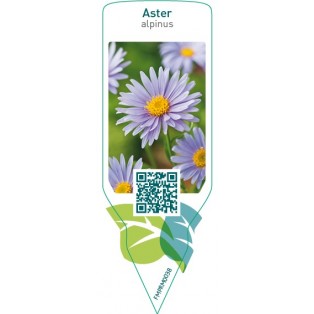 Aster alpinus  blue