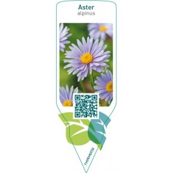 Aster alpinus  blue